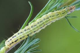 Attēlu rezultāti vaicājumam “Sitochroa verticalis”