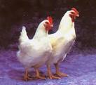  Gambar ayam