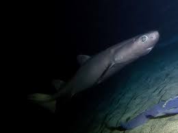 Image result for Dalatias licha