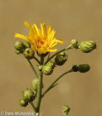 Attēlu rezultāti vaicājumam “Hieracium vulgatum bud”