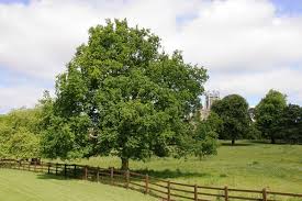 Attēlu rezultāti vaicājumam “Quercus robur”