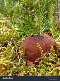 Attēlu rezultāti vaicājumam “Sarcosoma globosum”