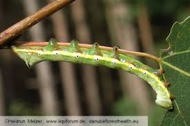 Attēlu rezultāti vaicājumam “Pheosia tremula”