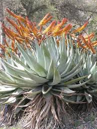 Attēlu rezultāti vaicājumam “Xanthorrhoeaceae”