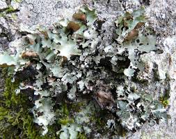 Attēlu rezultāti vaicājumam “Cetrelia sp.”