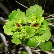 Attēlu rezultāti vaicājumam “Chrysosplenium alternifolium flower”