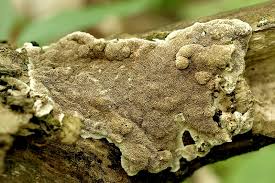 Attēlu rezultāti vaicājumam “Cerrena unicolor”