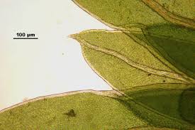 Attēlu rezultāti vaicājumam “Fissidens bryoides”