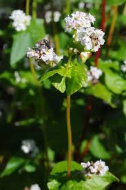 Attēlu rezultāti vaicājumam “Fagopyrum esculentum”