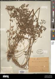 Attēlu rezultāti vaicājumam “Peucedanum oreoselinum leaf”