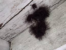 Attēlu rezultāti vaicājumam “Stemonitopsis amoena stalked”