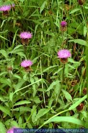 Image result for Centaurea pseudophrygia