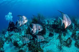 Image result for Scuba Skooling