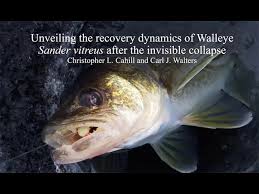 Image result for Sander vitreus