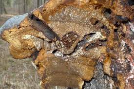 Attēlu rezultāti vaicājumam “Scardia boletella exuvia”