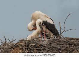 Attēlu rezultāti vaicājumam “Ciconia ciconia juvenile”