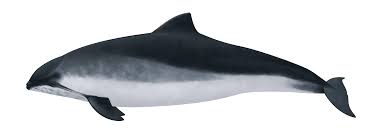 Image result for Phocoena phocoena