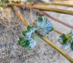 Attēlu rezultāti vaicājumam “Erysiphe galeopsidis”