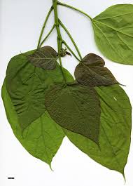 Attēlu rezultāti vaicājumam “Catalpa ovata leaf”