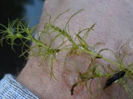 Attēlu rezultāti vaicājumam “Najas flexilis”