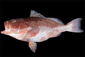 Image result for Epinephelus adscensionis