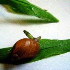 Attēlu rezultāti vaicājumam “Leucochloridium paradoxum larva”