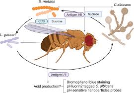 Attēlu rezultāti vaicājumam “Drosophila melanogaster”