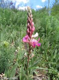 Attēlu rezultāti vaicājumam “Onobrychis arenaria fruit”