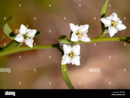 Attēlu rezultāti vaicājumam “Thesium alpinum flower”