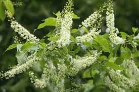 Attēlu rezultāti vaicājumam “Prunus serotina flower”