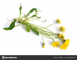 Attēlu rezultāti vaicājumam “Pilosella officinarum bud”