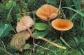 Agaricales