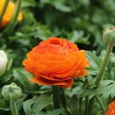 Attēlu rezultāti vaicājumam “Ranunculus elatior”