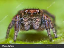 Attēlu rezultāti vaicājumam “Evarcha falcata female”