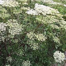 Attēlu rezultāti vaicājumam “Cenolophium denudatum leaf”
