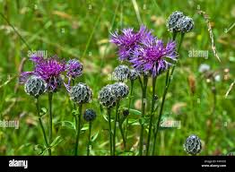 Attēlu rezultāti vaicājumam “Centaurea scabiosa”