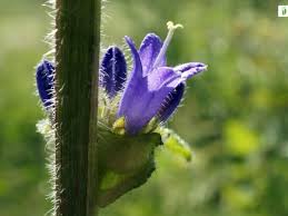 Attēlu rezultāti vaicājumam “Campanula cervicaria bud”