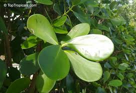 Attēlu rezultāti vaicājumam “Clusiaceae”