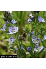 Attēlu rezultāti vaicājumam “Veronica serpyllifolia”