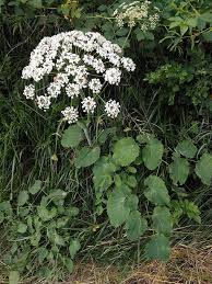Attēlu rezultāti vaicājumam “Laserpitium latifolium flower”