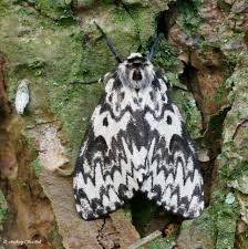 Attēlu rezultāti vaicājumam “Lymantria monacha imago”