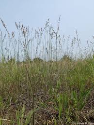 Attēlu rezultāti vaicājumam “Poa compressa leaf”