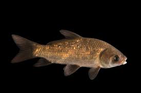 Image result for Ictiobus cyprinellus