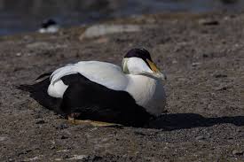 Attēlu rezultāti vaicājumam “Somateria mollissima”