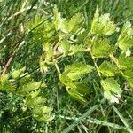 Attēlu rezultāti vaicājumam “Peucedanum oreoselinum leaf”