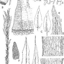 Attēlu rezultāti vaicājumam “Pohlia sphagnicola”