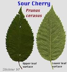 Attēlu rezultāti vaicājumam “Cerasus”