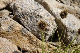 Attēlu rezultāti vaicājumam “Carex globularis”