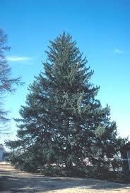 Attēlu rezultāti vaicājumam “Picea”