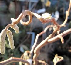 Attēlu rezultāti vaicājumam “Corylus avellana bud”